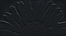 Tubadzin, Color Black&White, Colour Black Декор Sunflower 59,3х32,7